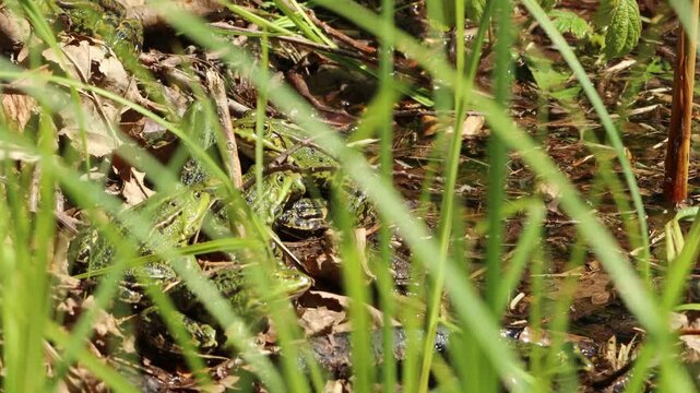 Zahlreiche Teichfr&ouml;sche (Pelophylax esculentus) sonnen sich am Teichufer