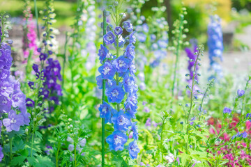 デルフィニウムの花畑