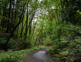 Obraz premium Hiking Trail in Marquam Nature Park, Portland, Oregon