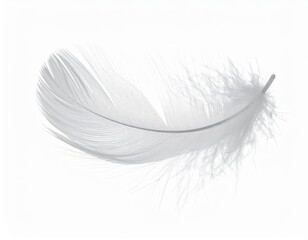 Elegant White Feather On White Background