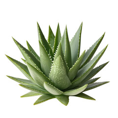 Fototapeta premium aloe vera plant on isolated background isolated