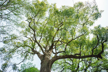 Camphor trees that are over 600 years old