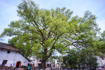 Camphor trees that are over 600 years old