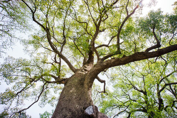 Camphor trees that are over 600 years old