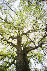 Camphor trees that are over 600 years old