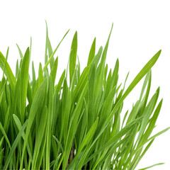 Obraz premium green grass on white background