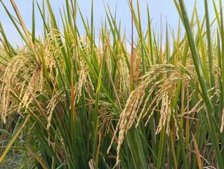 Close up of Ripe rice in lush green rice fields