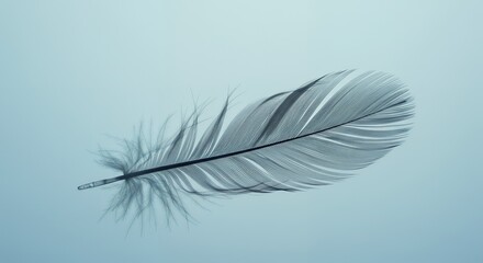 Obraz premium Feather floating softly on blue background