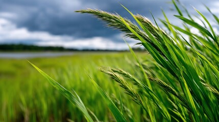 Fototapeta premium Lush green grass swaying gently in the breeze, with a blurred background of a body of water and overcast sky