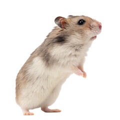 rat on white background