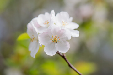 Fototapeta premium Beautiful white cherry blossoms blooming in spring season