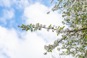 Blossoming cherry tree branch under cloudy sky in spring