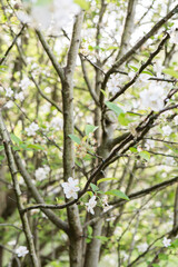 Cherry blossoms bloom in early spring sunlight