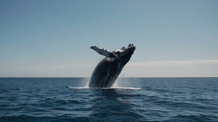 Fototapeta premium A humpback whale breaching the ocean surface with a clear blue sky in the background on a sunny day