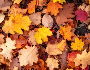 Autumn Leaves Covering Ground