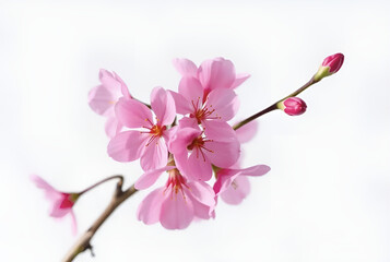 Delicate pink cherry blossoms, a symbol of spring's fleeting beauty, bloom on a branch isolated against a white background, showcasing their floral charm in a macro closeup, Generative Ai