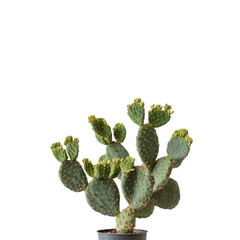 Green Cactus Plant in Simple Black Pot on White Background
