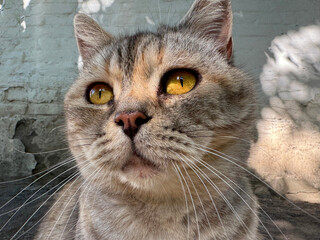 Portrait of cute cat feline.