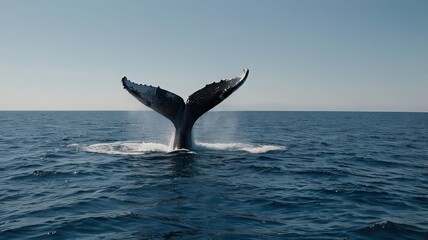 Fototapeta premium A whale tail emerging from the ocean with a clear sky and rippling blue water on a sunny day scene