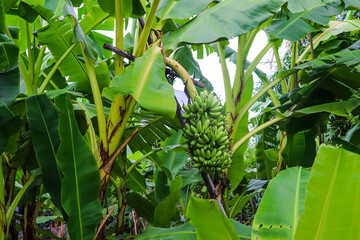 Green Bananas Growing in Dense Tropical Jungle