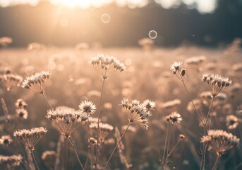 Fototapeta premium Champ fleuri coucher soleil lumineux doux