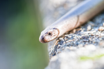 Nahaufnahme einer Blindschleiche (Anguis fragilis) in einem Garten, Deutschland
