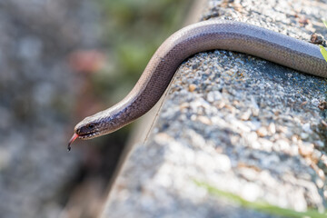Nahaufnahme einer Blindschleiche (Anguis fragilis) in einem Garten, Deutschland