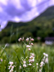 primavera pioggia e natura