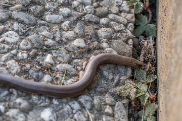 Nahaufnahme einer Blindschleiche (Anguis fragilis) in einem Garten, Deutschland