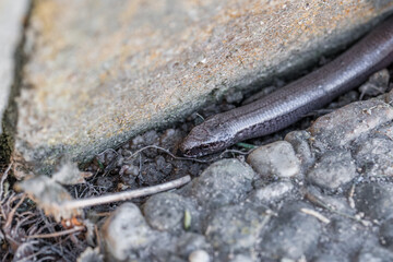 Nahaufnahme einer Blindschleiche (Anguis fragilis) in einem Garten, Deutschland