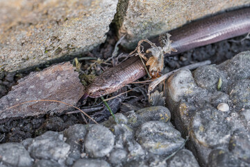 Nahaufnahme einer Blindschleiche (Anguis fragilis) in einem Garten, Deutschland