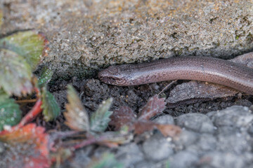 Nahaufnahme einer Blindschleiche (Anguis fragilis) in einem Garten, Deutschland