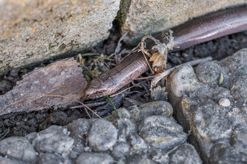 Nahaufnahme einer Blindschleiche (Anguis fragilis) in einem Garten, Deutschland