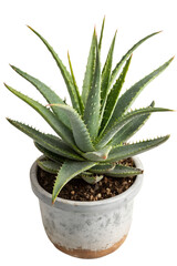 Aloe vera isolated on white background