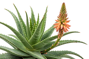 Aloe vera flower isolated on white background