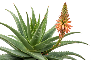 Aloe vera flower isolated on white background