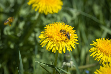 Naklejka premium Eine Biene sammelt Pollen und Blütenstaub für Honig auf einer gelben Löwenzahn blühte Blume, Deutschland