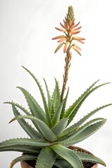 Fototapeta premium Aloe vera flower isolated on white background