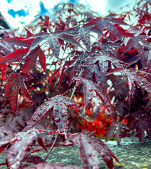primavera pioggia e natura
