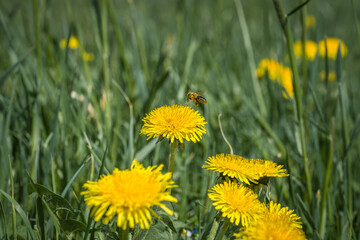 Obraz premium Eine Biene sammelt Pollen und Blütenstaub für Honig auf einer gelben Löwenzahn blühte Blume, Deutschland