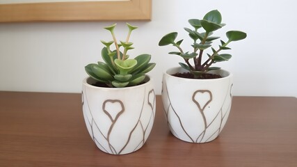 Fototapeta premium Two potted succulents in decorative ceramic pots on wooden table Home decor plants