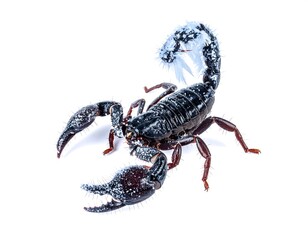 Black Scorpion on White Background Close Up