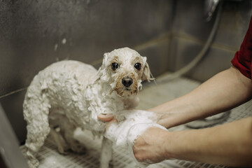 Washing a toy poodle before a haircut at a professional hairdresser. Washing a dog before a haircut