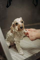 Washing a toy poodle before a haircut at a professional hairdresser. Washing a dog before a haircut