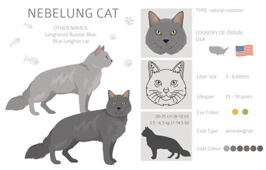 Neva Masquerade Cat clipart. All coat colors set.  All cat breeds characteristics infographic. Vector illustration