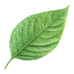 Obraz premium Detailed Closeup of a Vibrant Green Leaf with Intricate Veins and Texture: A Botanical Illustration