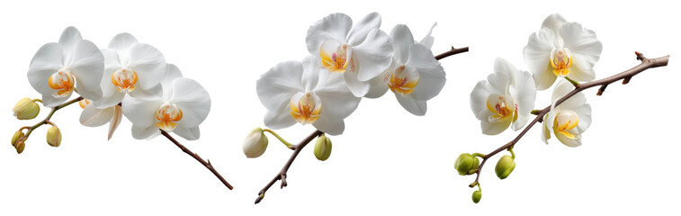 Set of white orchid flower branches with buds, isolated on transparent background