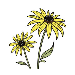 sunflower white background vector art illustration