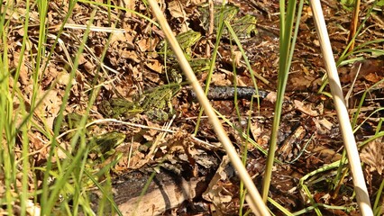 Zahlreiche Teichfr&ouml;sche (Pelophylax esculentus) sonnen sich am Teichufer