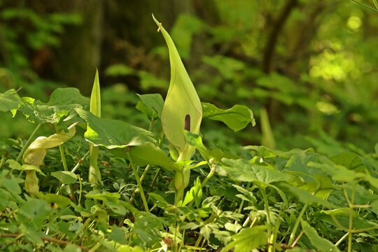 Bl&uuml;hender Gefleckter Aronstab (Arum maculatum).